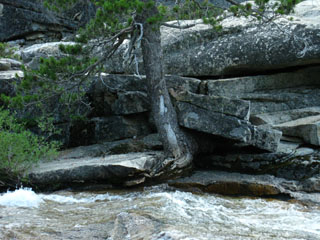 Detail of tree wedging out of granite on the Tahoe to Yosemite Trail
